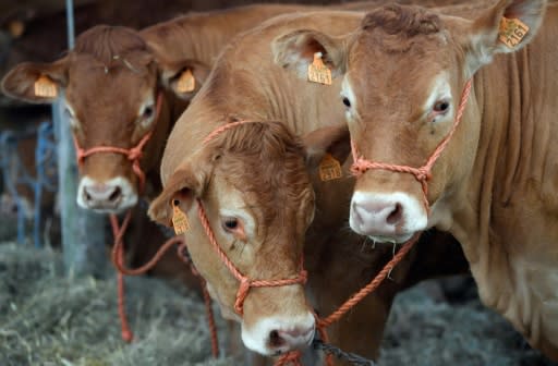 Belgian breeders of Blue beef cattle could soon face competition from the vast ranches of the South American pampas if the Mercosur-EU trade deal is ratified