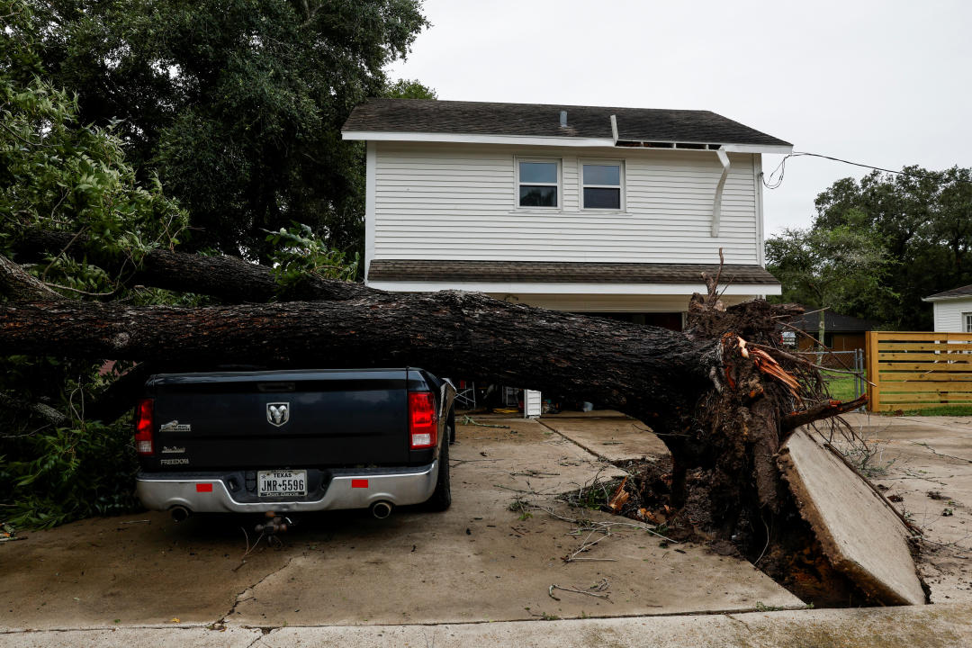 A fallen tree lies over the back of a pickup truck.