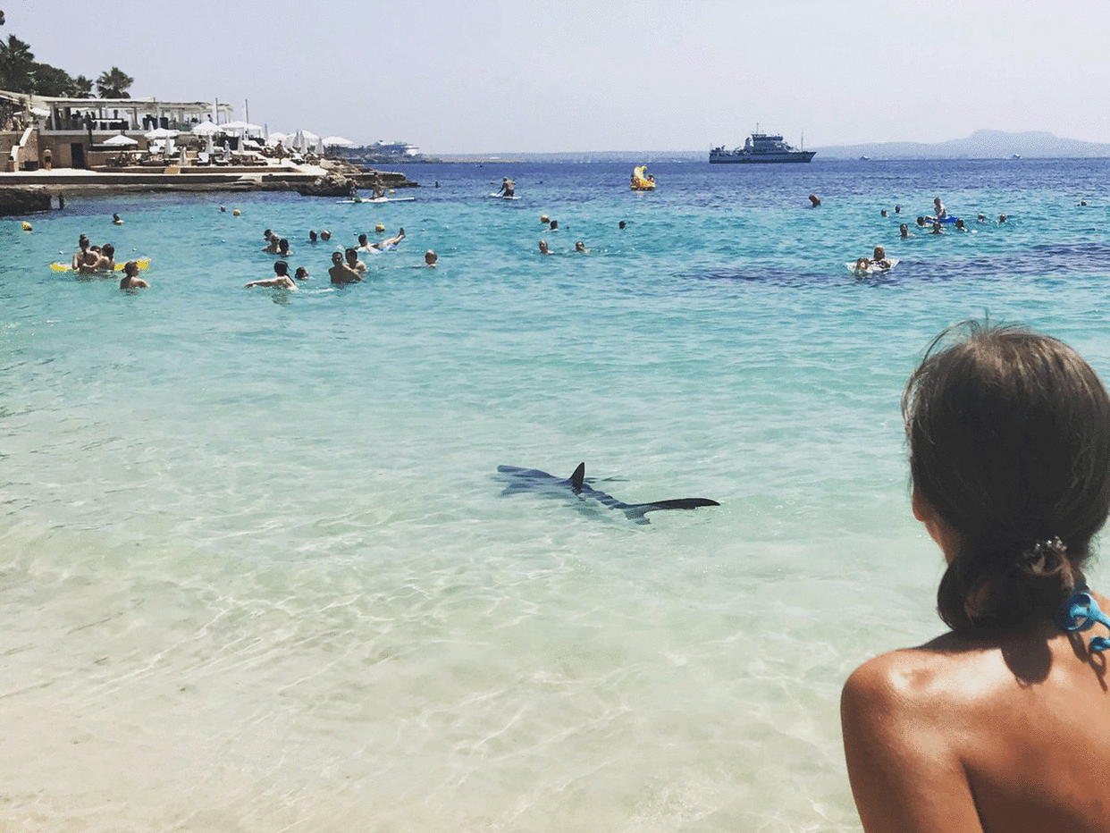 A blue shark is seen off the coast of Majorca: Angela & Tim Prottey-Jone