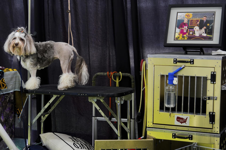 A dog stands in the Breed Showcase area at the 148th Westminster Kennel Club Dog show, Saturday, May 11, 2024, at the USTA Billie Jean King National Tennis Center in New York. (AP Photo/Julia Nikhinson)