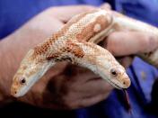 Leonard Sonnenschein, president of the World Aquarium in St. Louis, holds a two-headed albino rat snake. The eight-year-old oddity of nature was known affectionately by fans worldwide as "We" died of natural causes in 2007.