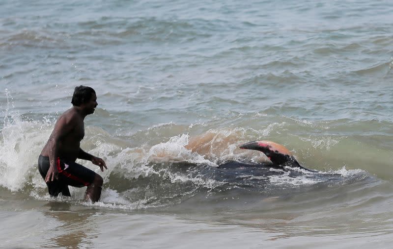 A villager tries to push a pilot whale after being stranded on a beach in Panadura