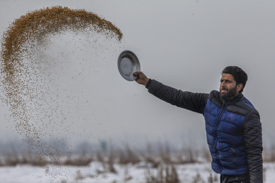 Sher Ali Parray, a Wildlife worker, throws paddy on the frozen surface of a wetland in Hokersar, north of Srinagar, Indian controlled Kashmir, Friday, Jan. 22, 2021. Wildlife officials have been feeding birds to prevent their starvation as weather conditions in the Himalayan region have deteriorated and hardships increased following two heavy spells of snowfall since December. Temperatures have plummeted up to minus 10-degree Celsius (14 degrees Fahrenheit). (AP Photo/Dar Yasin)