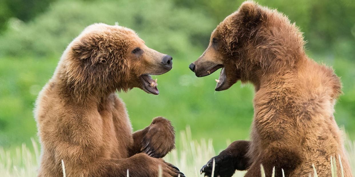 Two bears appear to converse with each other