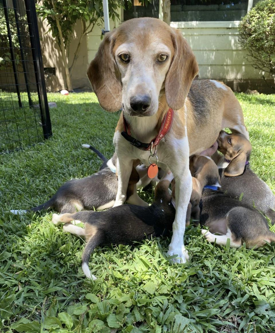 Mamma Mia, the newest addition to the Sussexes family in California, was saved from a life of breeding - Beagle Freedom Project 