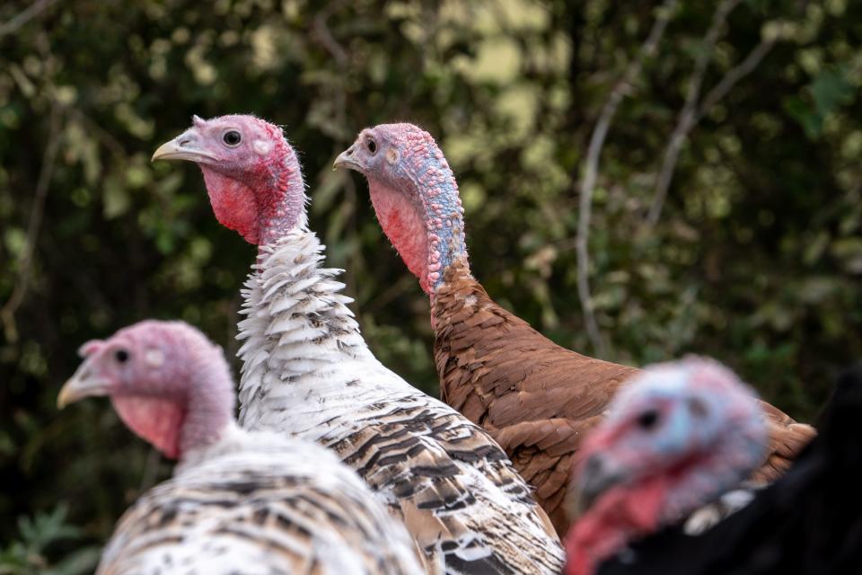 Turkeys roam the ranch at Moon River Beef in Perkinsville on Sept. 20, 2023.