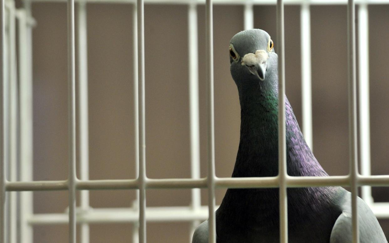 It is not the first time India has accused its neighbour of using pigeons for espionage - Georges Gobet/AFP