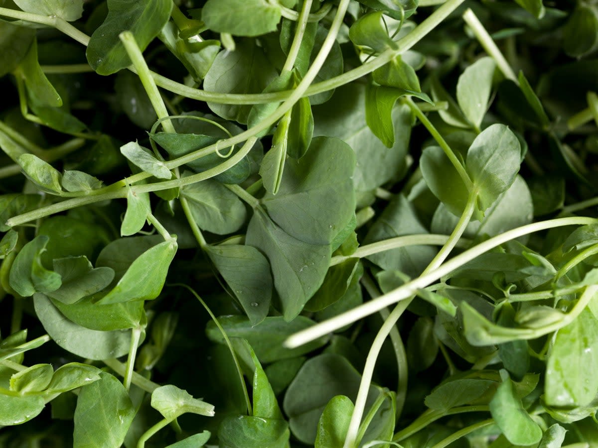 Watercress can easily be cultivated at home (Getty)
