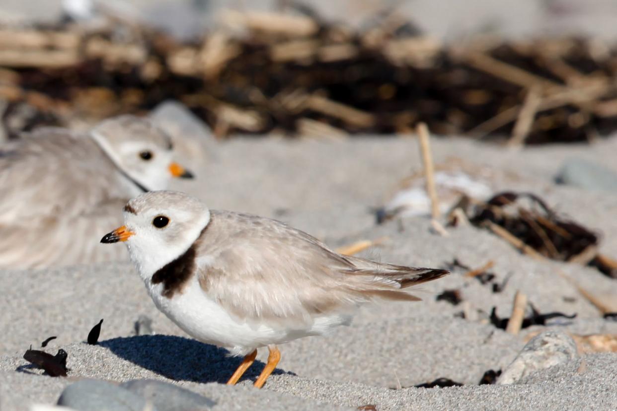 adult pair of Piping Plovers, Cape May, New Jersey