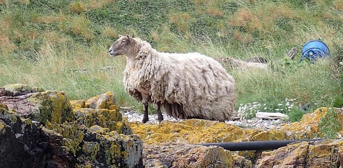 A sheep stranded on the edge of a Scottish cliff for two years has been dubbed ‘Britain’s loneliest’ (Jill Turner/Peter Jolly Northpix)