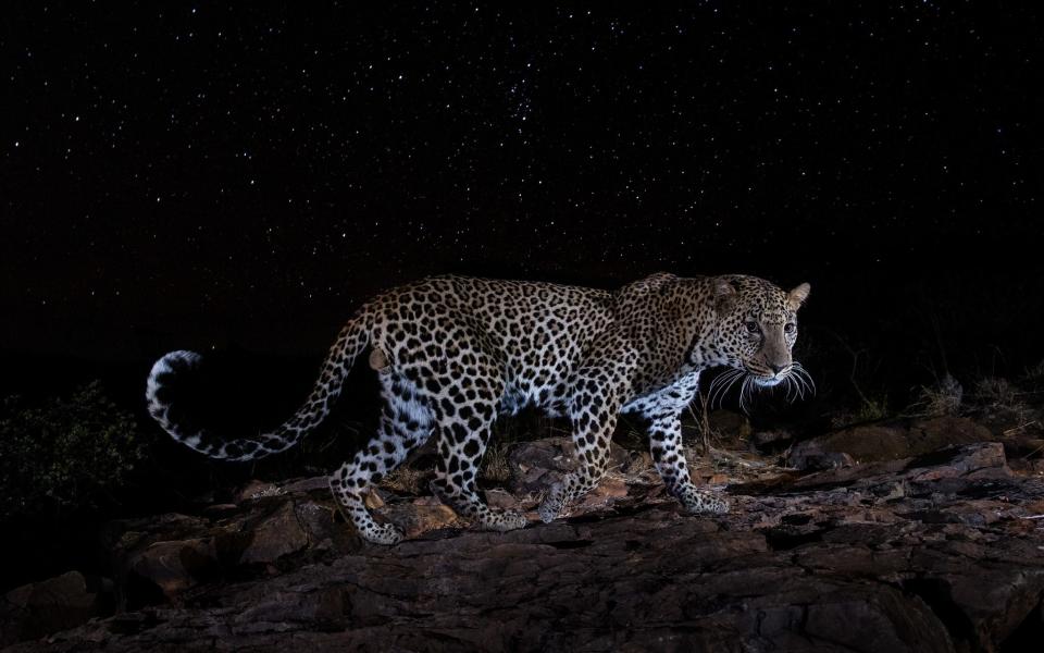 leopard - Will Burrard-Lucas