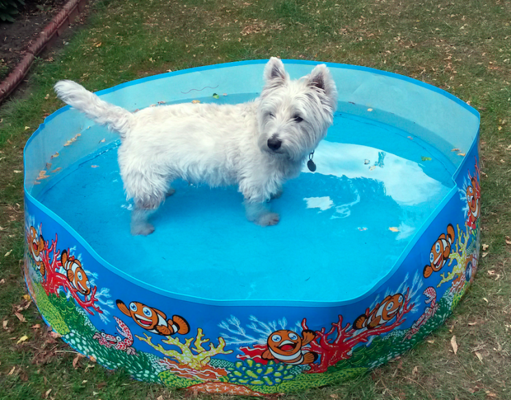 Pets need to keep cool just as much as humans (PA)