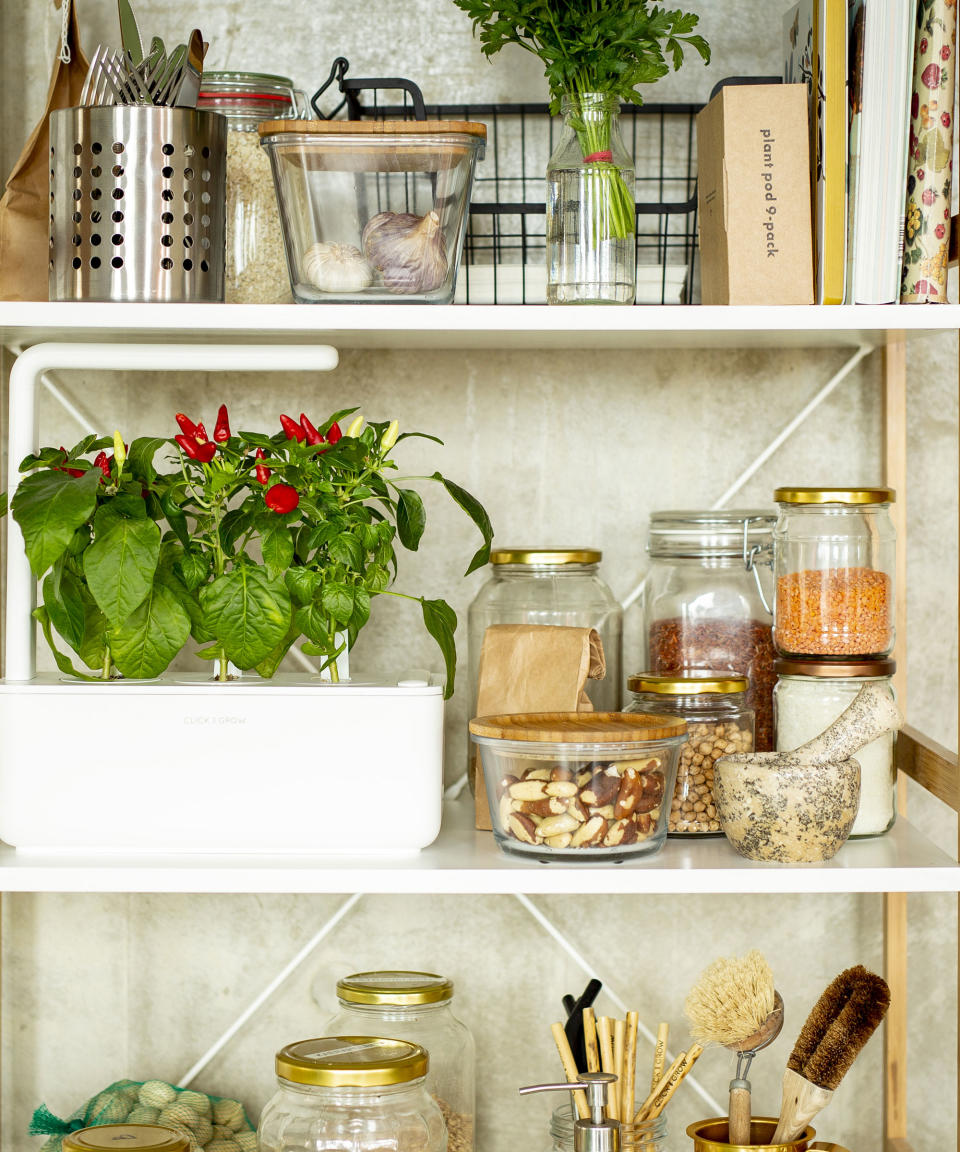 hydroponic gardening planter with chilli plants