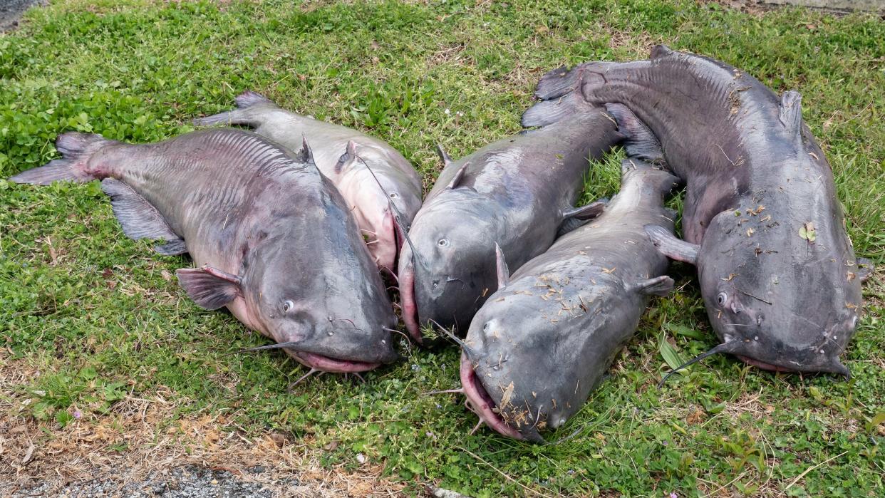 Blue catfish harvested from the Nanticoke River and Marshyhope Creek as part of the 2022 Sharptown Catfish Tournament, where anglers removed nearly 1,000 pounds of catfish, according to the Maryland Department of Natural Resources.