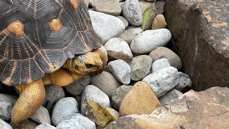 Central Florida Zoo’s radiated tortoises returned to their new home on Wednesday.