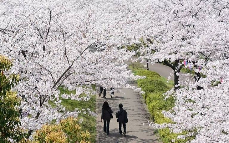 小松川千本櫻櫻花長廊綿延約2公里，相當壯觀。（圖／江戶川區提供）