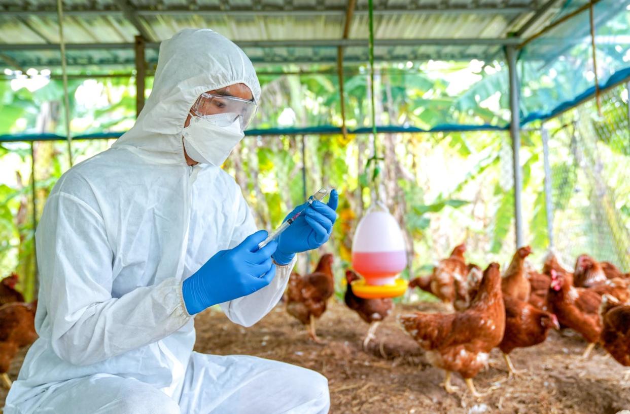 <a href="https://www.shutterstock.com/es/image-photo/bird-flu-veterinarians-vaccinate-against-diseases-2153620361" rel="nofollow noopener" target="_blank" data-ylk="slk:Pordee_Aomboon / Shutterstock;elm:context_link;itc:0;sec:content-canvas" class="link ">Pordee_Aomboon / Shutterstock</a>