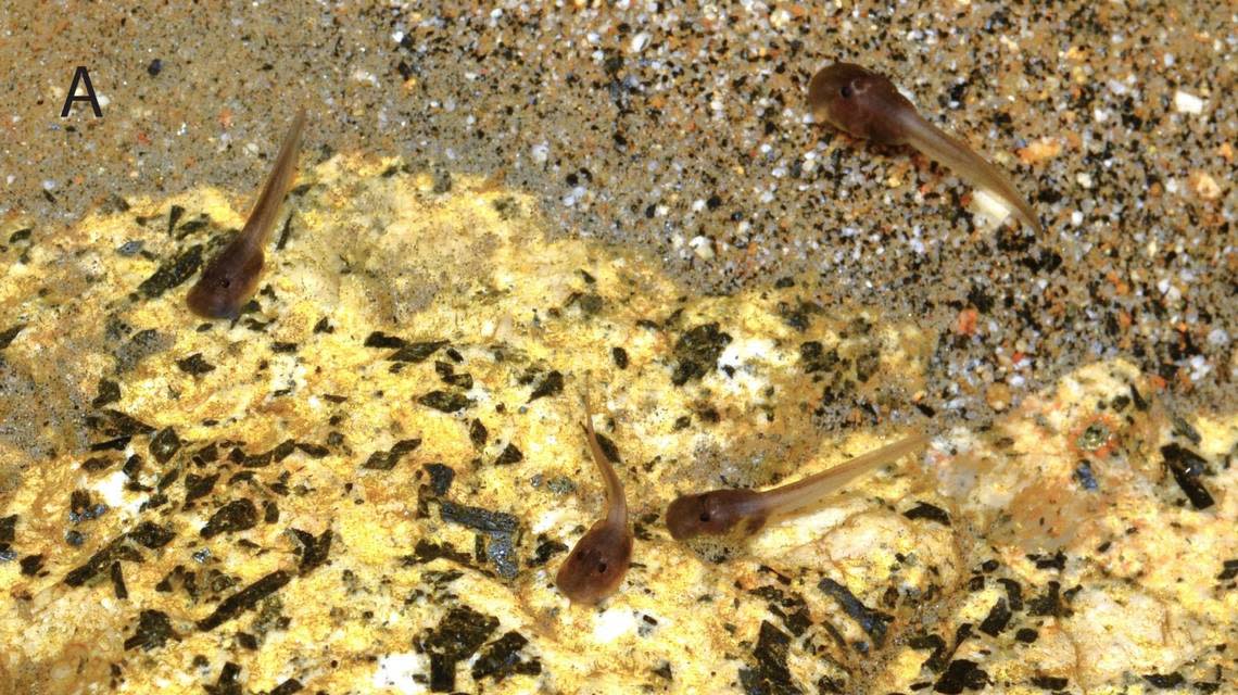 Several tadpoles of the Mesilau stream toad, or Ansonia guibei. Photo from Evan Quah via Quah, Imbun and Yek (2024)