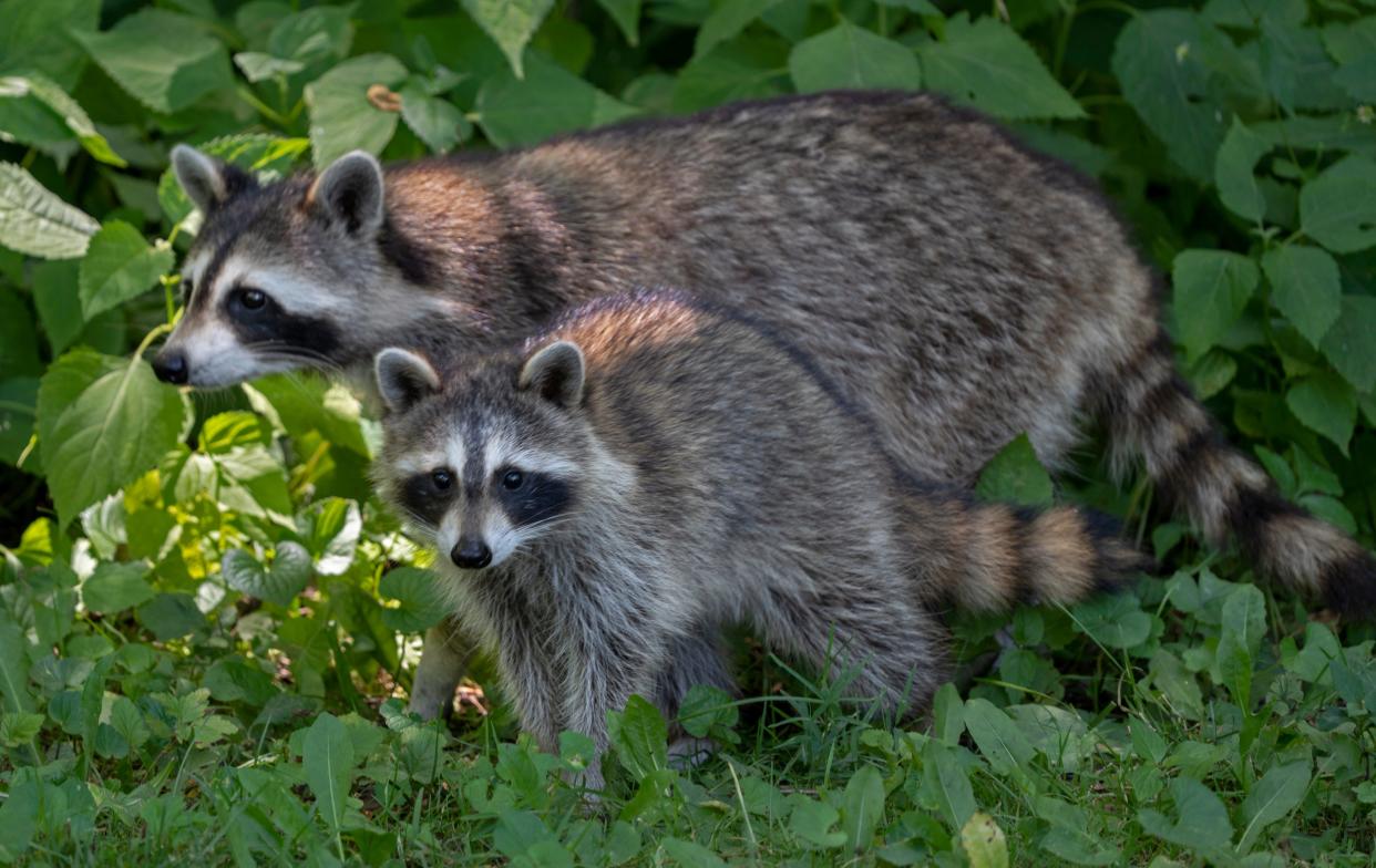 During an Ohio State Trappers Association auction in March, the average price of a raccoon pelt was $3.25.