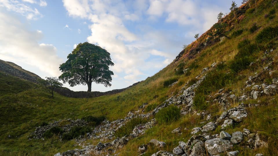 The Sycamore Gap tree was widely photographed and admired prior to the felling. - Ian Forsyth/Getty Images