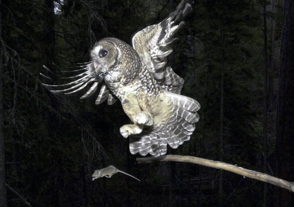 FILE - A Northern Spotted Owl flies after an elusive mouse jumping off the end of a stick on May 8, 2003, in the Deschutes National Forest near Camp Sherman, Ore. To save the imperiled spotted owl from potential extinction, U.S. wildlife officials are embracing a contentious plan to deploy trained shooters into dense West Coast forests to kill almost a half-million barred owls that are crowding out their smaller cousins. (AP Photo/Don Ryan, File)