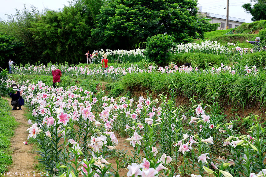 新北淡水｜奎柔山路百合花園