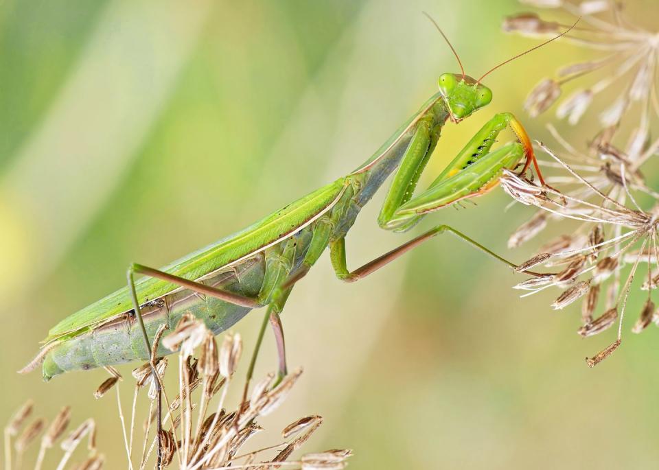 <p><strong>European Praying Mantis</strong><br><br>Connecticut upped its cool factor by picking this expressive insect as its state bug in 1977.</p>