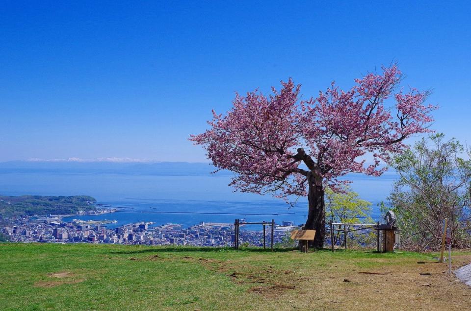 天狗山　櫻花