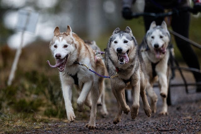 Aviemore Sled Dog Rally 2023