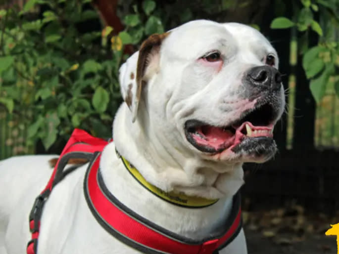Angel is an American Bulldog and a shy girl who lacks confidence, but over time she has warmed to her carers. When she knows you, she is always excited to see you. Angel enjoys her walks but she’s rather ploddy and will make frequent stops, so don’t take her anywhere you need to be in a hurry! She could live with children aged 14 and over. She will walk along side other dogs however doesn’t appreciate much interaction with them, therefore we would recommend her being the only dog in the home. (Photo: Dogs Trust Merseyside)