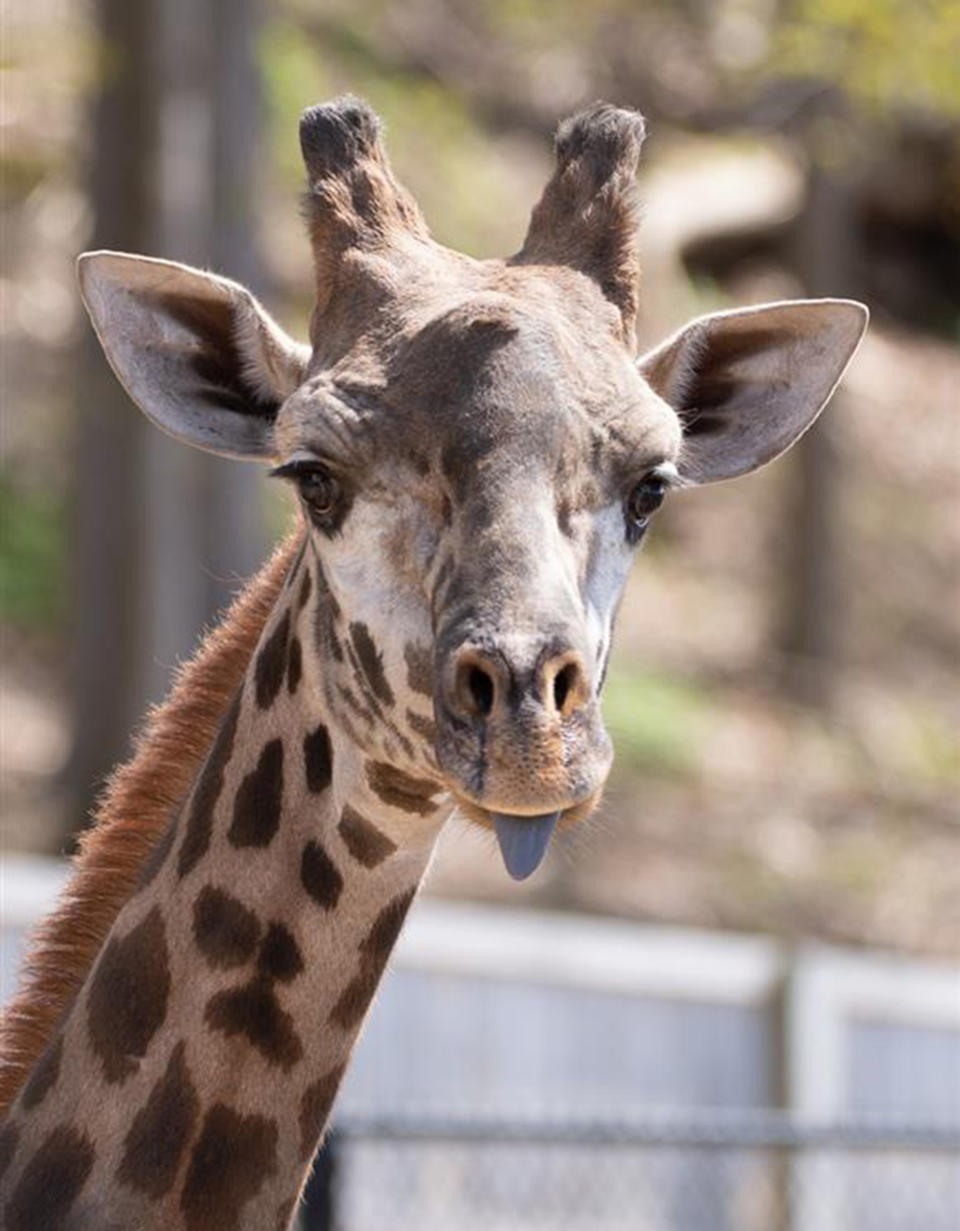 Parker, a 6-year-old Masai giraffe at the Seneca Park Zoo in Rochester, New York, died after getting its neck caught in a gate enclosure, zoo officials said. (Seneca Park Zoo)