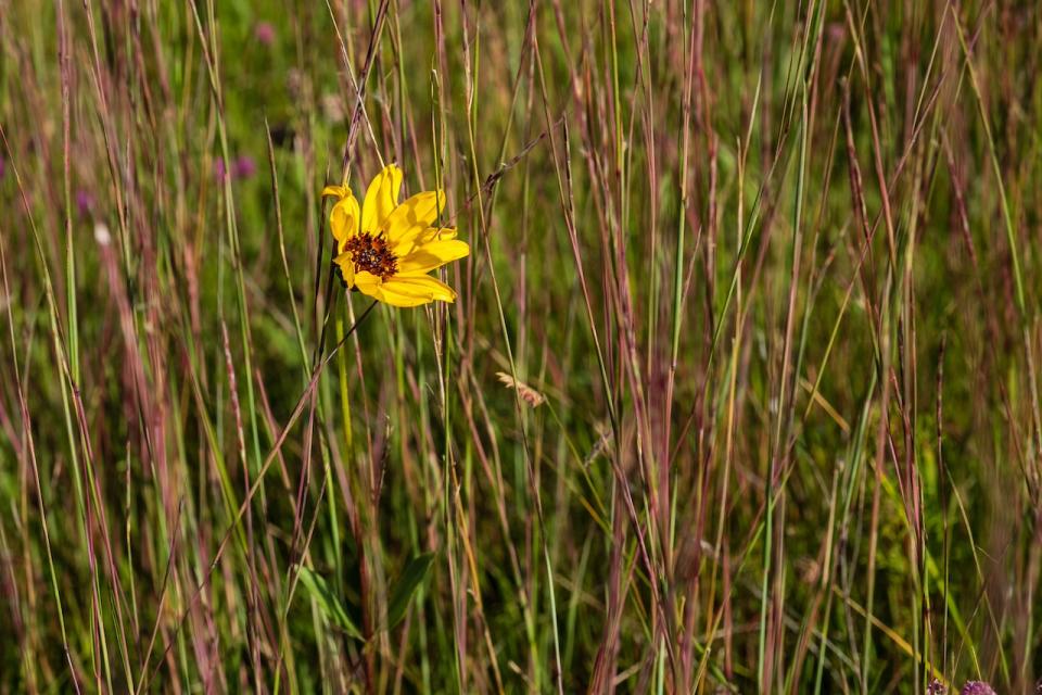 Prairie Wabano Aki Doug Derksen