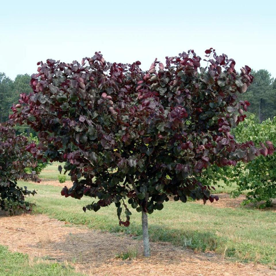 <p><a href="https://www.brighterblooms.com/products/merlot-redbud-tree" rel="nofollow noopener" target="_blank" data-ylk="slk:Shop Now;elm:context_link;itc:0;sec:content-canvas" class="link ">Shop Now</a></p><p>Merlot Redbud Tree</p><p>brighterblooms.com</p><p>$109.99</p>