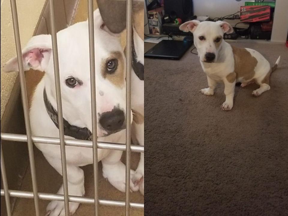 Chuck the dog, before and after adoption