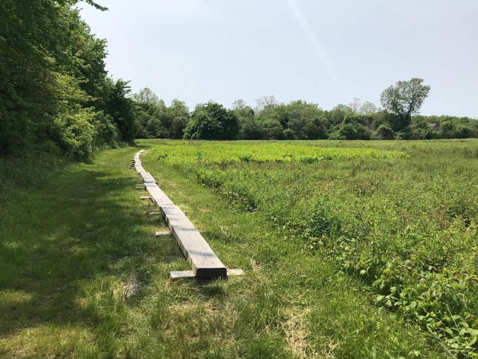 A bridge built of timbers laid end to end runs through wetlands on the east side of the meadow at Oakland Forest.