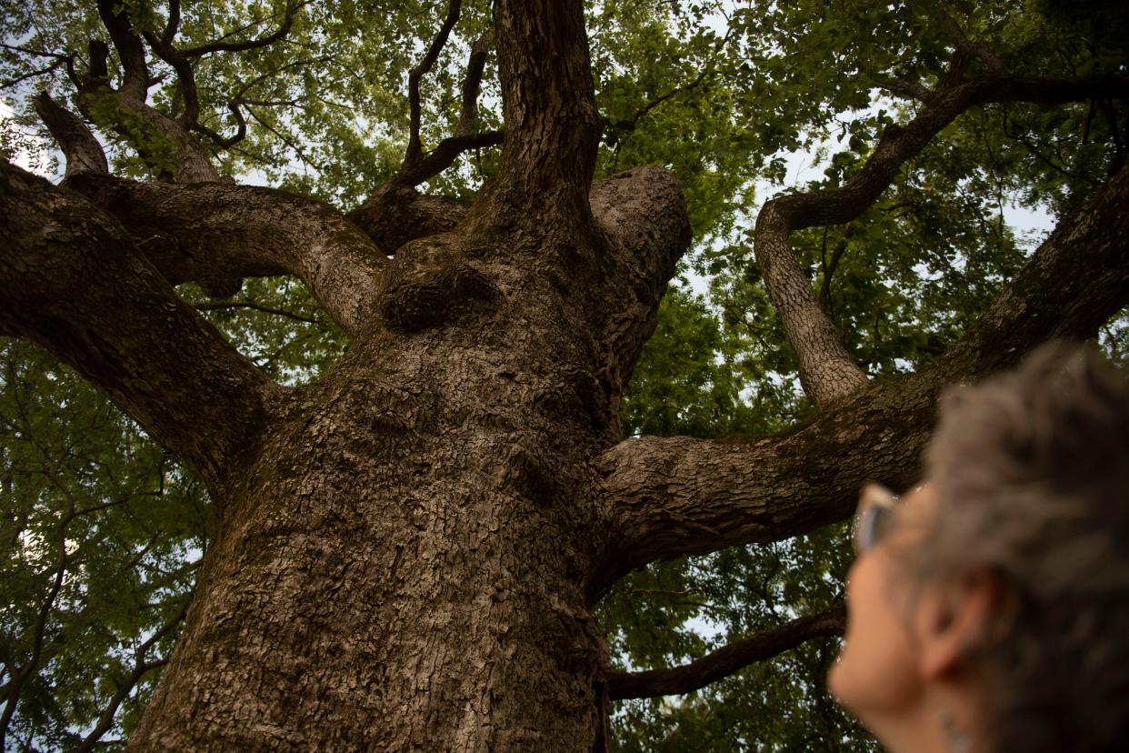 Ruth Osburn looks on at the 340-year-old tree she helped save in Arrington, Tenn., Wednesday, May 17, 2023. The tree has been named Ruth The Witness after Osburn and her efforts to save the Chinkapin oak.