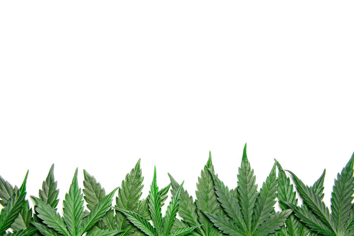 Cannabis leaves against a white background.