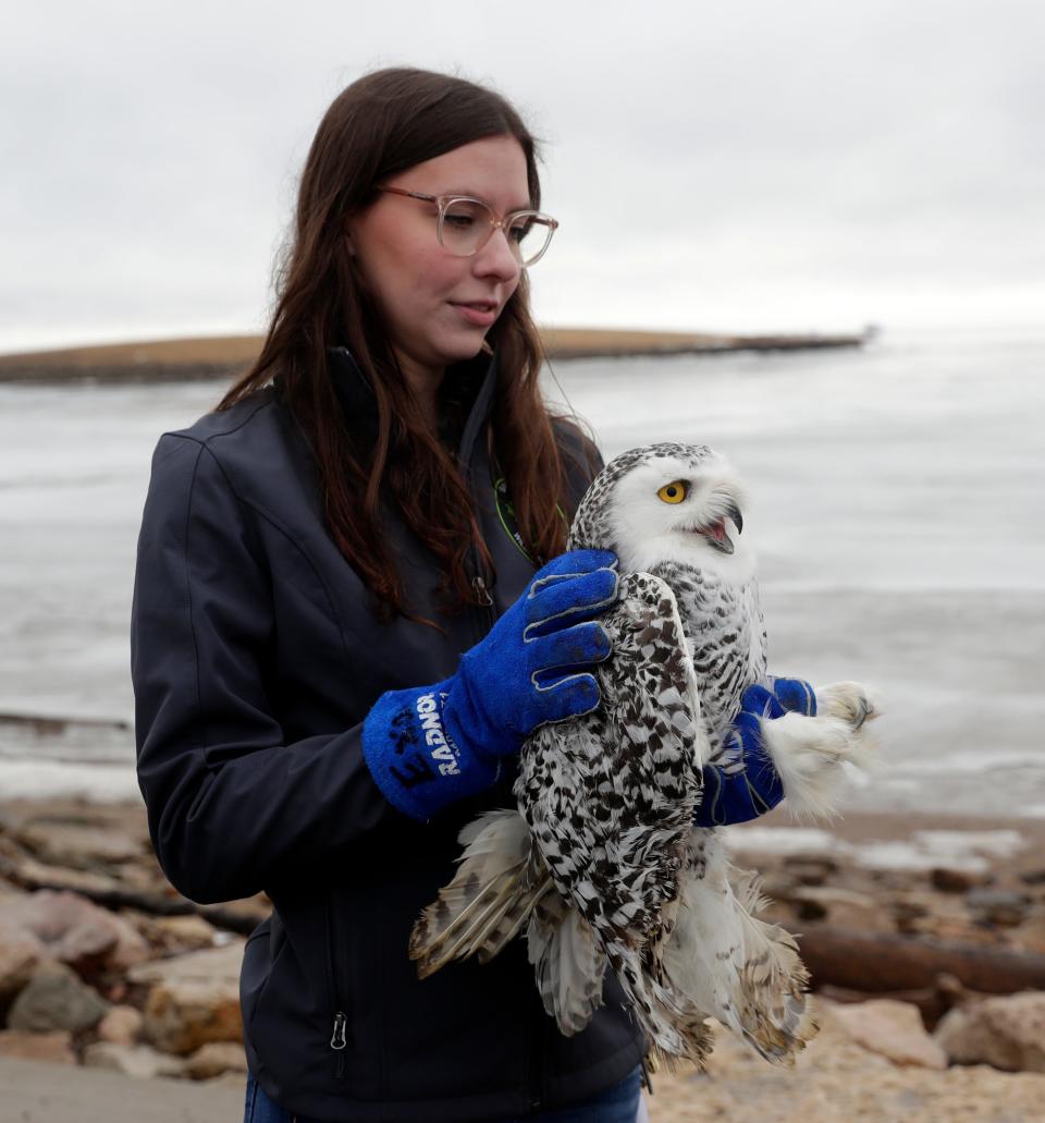 Alyssa Baumann, senior animal keeper at Bay Beach Wildlife Sanctuary, prepares to release a young snowy owl back into the wild Tuesday along the shoreline of the bay of Green Bay. The bird was found in February with a wing injury and was cared for by the sanctuary's R-PAWS rehabilitation program.