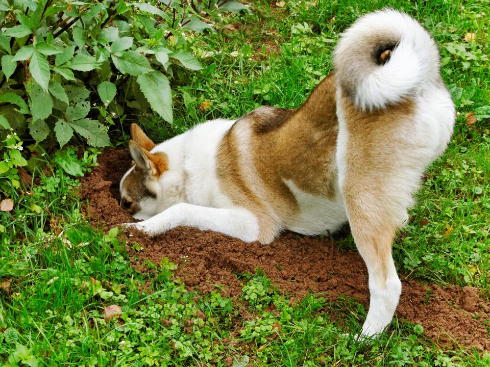 dog digging garden fertilizer