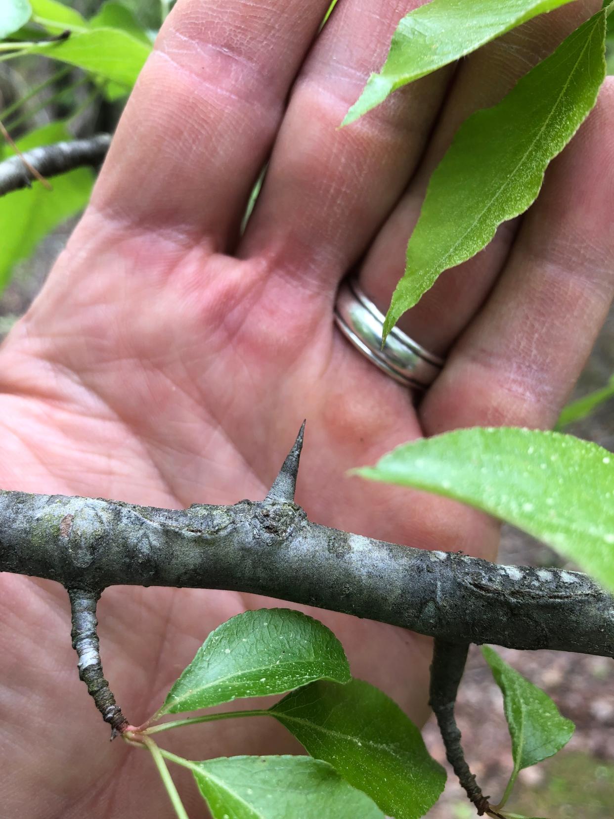 Thorns on a Callery pear tree. When the number of thorny trees thicken, it can make it hard to remove the trees because the thorns can ruin traditional vehicle tires.