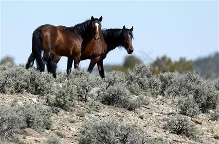 Two of a band of wild horses graze in the Nephi Wash area outside Enterprise, Utah, April 10, 2014. REUTERS/Jim Urquhart