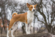 Mit dieser, auf den ersten Blick recht gewöhnlichen, Rasse, geht oft ein ganz bestimmtes Halbwissen einher: Der Basenji, das ist doch der, der nicht bellen kann?! Stimmt nicht. Der Basenji kann durchaus bellen, es klingt aber ganz ungewohnt. Viel weniger melodisch und es ist weitaus leiser, als bei anderen Rassen. Der kleine Terrier-artige Hund stammt aus Zentral-Afrika und wird seit 1930 systematisch gezüchtet. Er ist nicht nur aufgrund seiner leisen Stimme für pingelige Frauchen und Herrchen geeignet, denn er riecht nicht, ist sehr reinlich und verliert kaum Haare. Foto: gettyimages / Yurikr