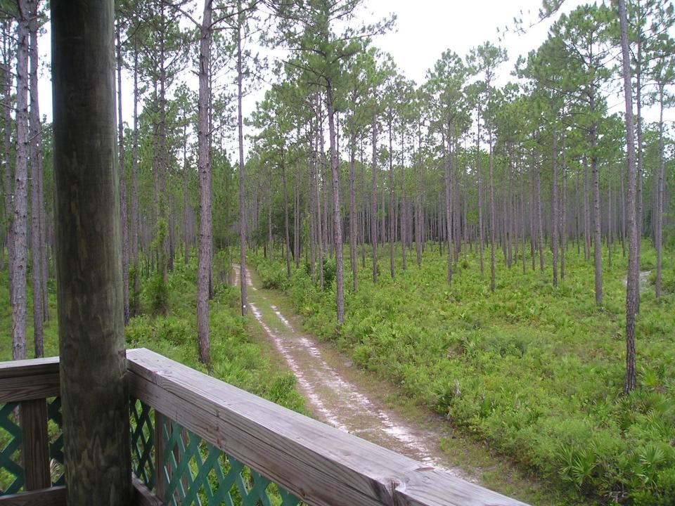 The mix of planted pines and scrubby undergrowth spread out beneath an observation tower in the file photo of the Clay County area the St.. Johns River Water Management District has renamed the J.P Hall Bayard Point Conservation Area.