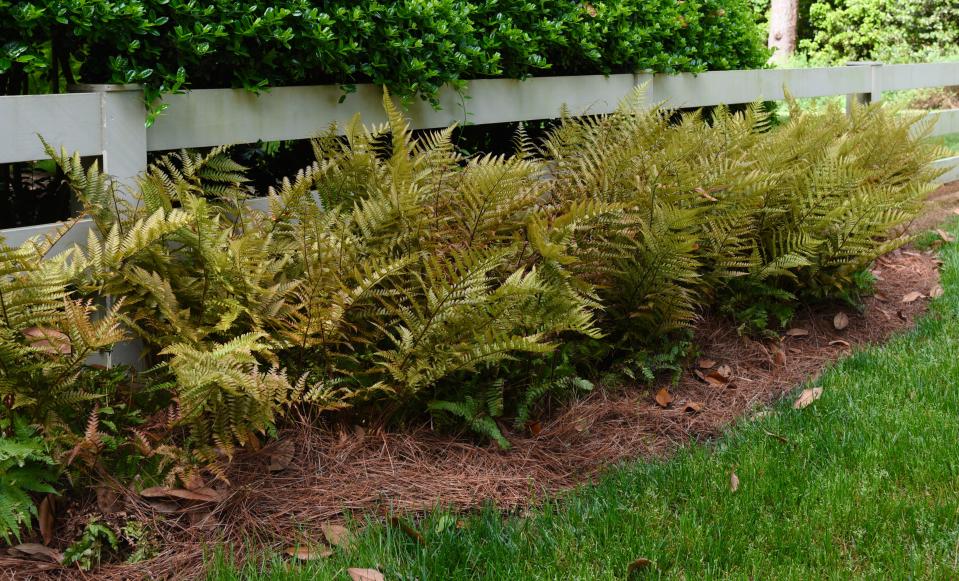 Autumn ferns areneasy to grow and they make a two-foot-wide clump in a short time.  The new fronds are a copper color as they emerge and the fall color can be dramatic, depending on which one you buy.