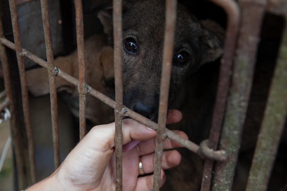 Lola Weber, Giám đốc Campaingns chấm dứt thịt chó, chó cảnh tại quán thịt chó ở thôn Cây Xanh, xã Quyết Thắng, TP Tây Nguyên.