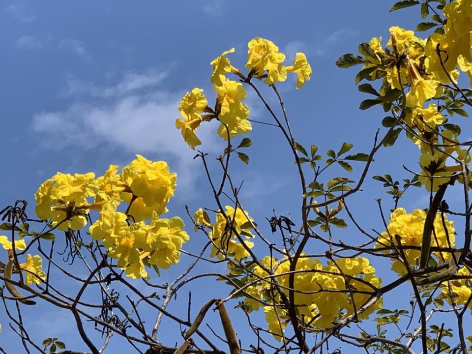 黃花風鈴木綻放，豔黃花朵吸引目光。 （記者陳銀全攝）