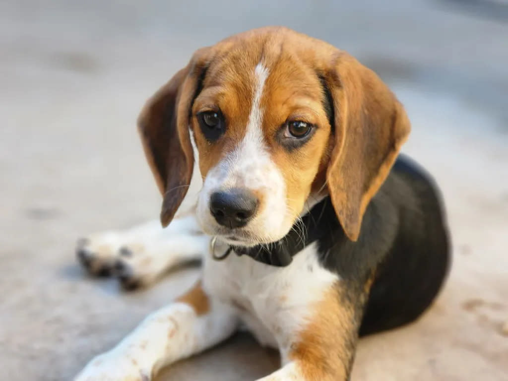 A Beagle seated on the ground, like the one accompanying Massachusetts man who beat up an elderly man's dog.