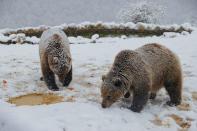 Brown bears at a bear sanctuary covered with the first snow, in Mramor