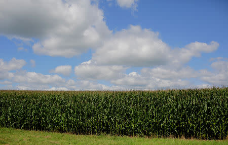 Clouds hover above a corn field in Dubuque, Iowa, U.S., July 26, 2018. REUTERS/Joshua Lott