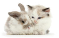 <p>Colourpoint kitten with baby rabbit. (Photo: Warren photographic/Caters News) </p>